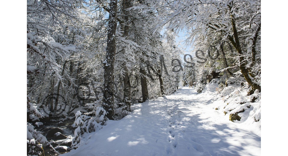 Balade en Forêt en hiver